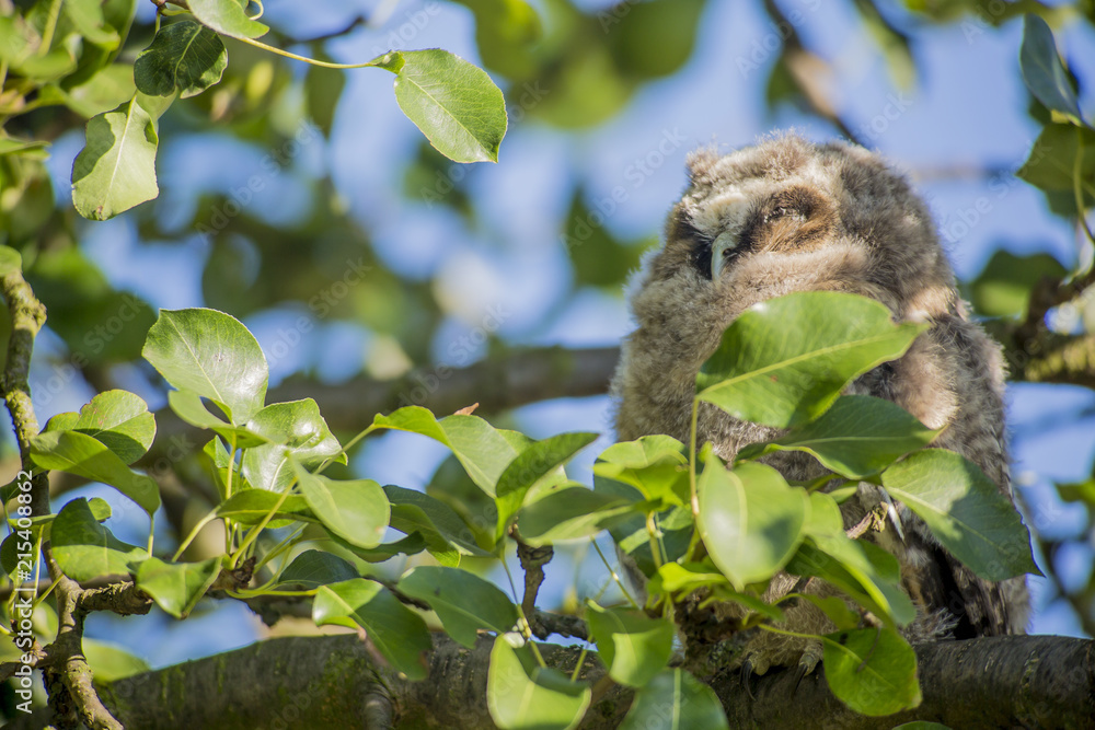 Fototapeta premium Close up of young long eared owl (Asio otus) sitting and sleeping on dense branch deep in crown of European common pear tree. Wildlife tranquil portrait scene of bird in nature habitat background.