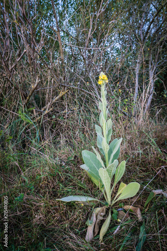 Great mullein or 'royal candle' photo