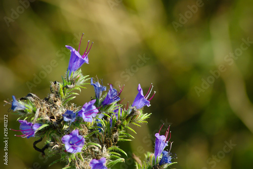 Blueweed flowers with bokeh background photo