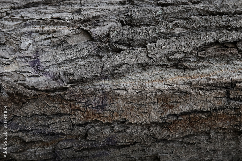 Bark of tree texture Bark of tree texture