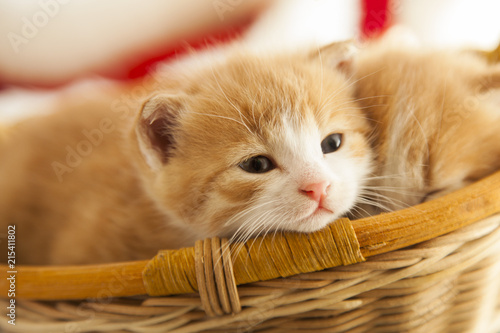 two small ginger kitten in the basket in home