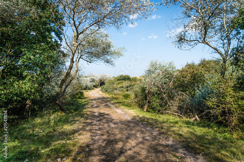 Silverleaf poplars along the path