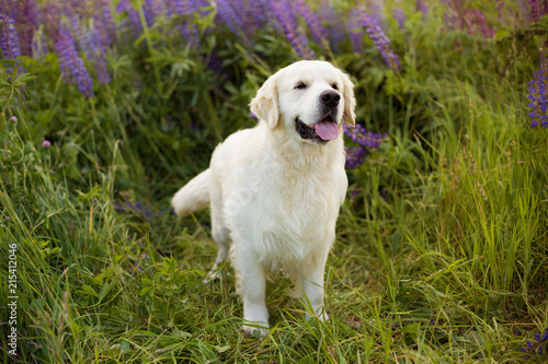 Profile portrait of cute golden retriever dog standing in the green grass and violet flowers © Anastasiia