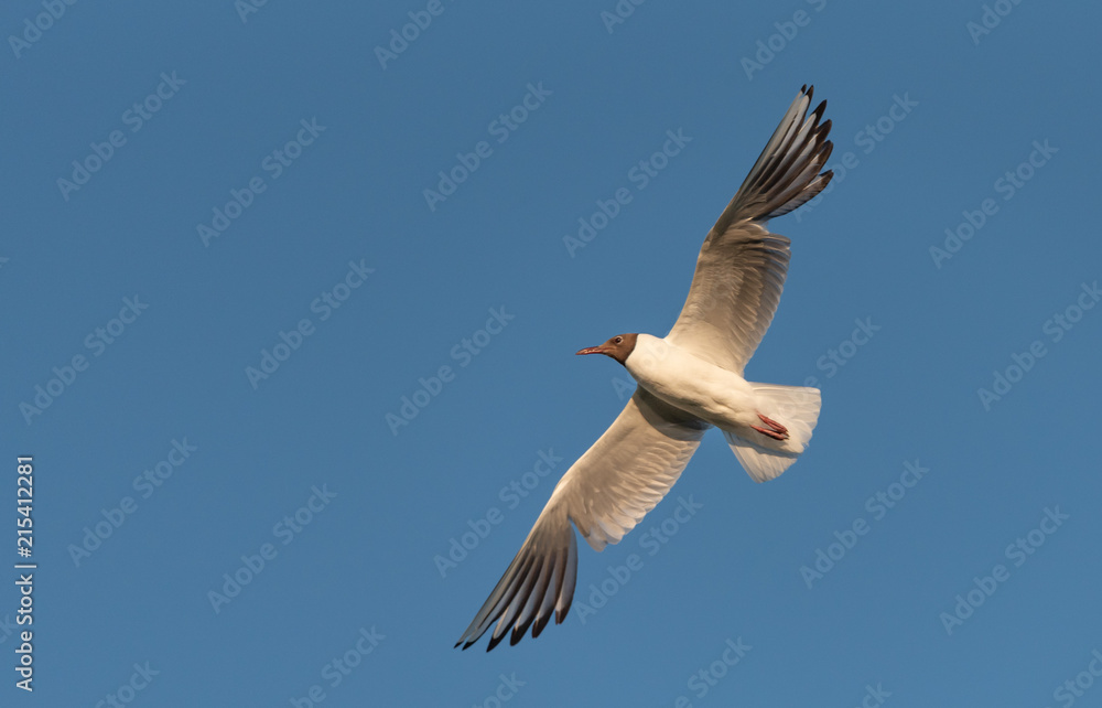 Obraz premium Seagull