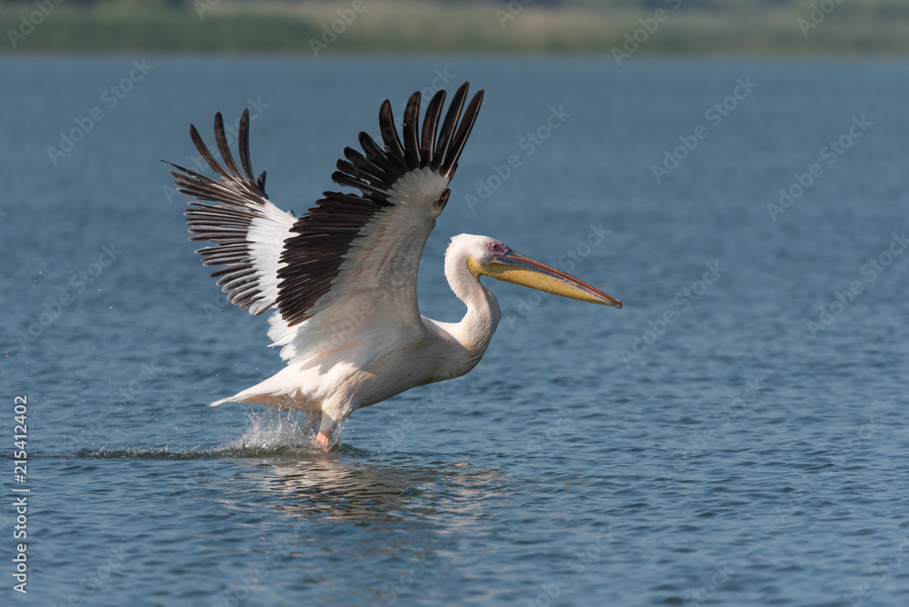 Obraz premium Pelican
