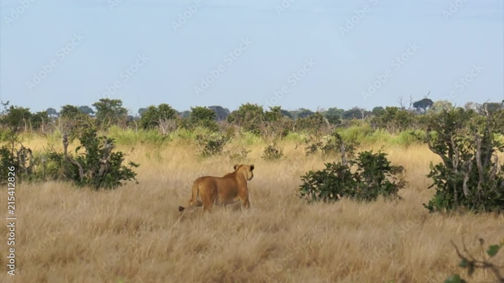 Female lion walking. Chobe National Park, Botswana. Female lion walking. Chobe National Park, Botswana.