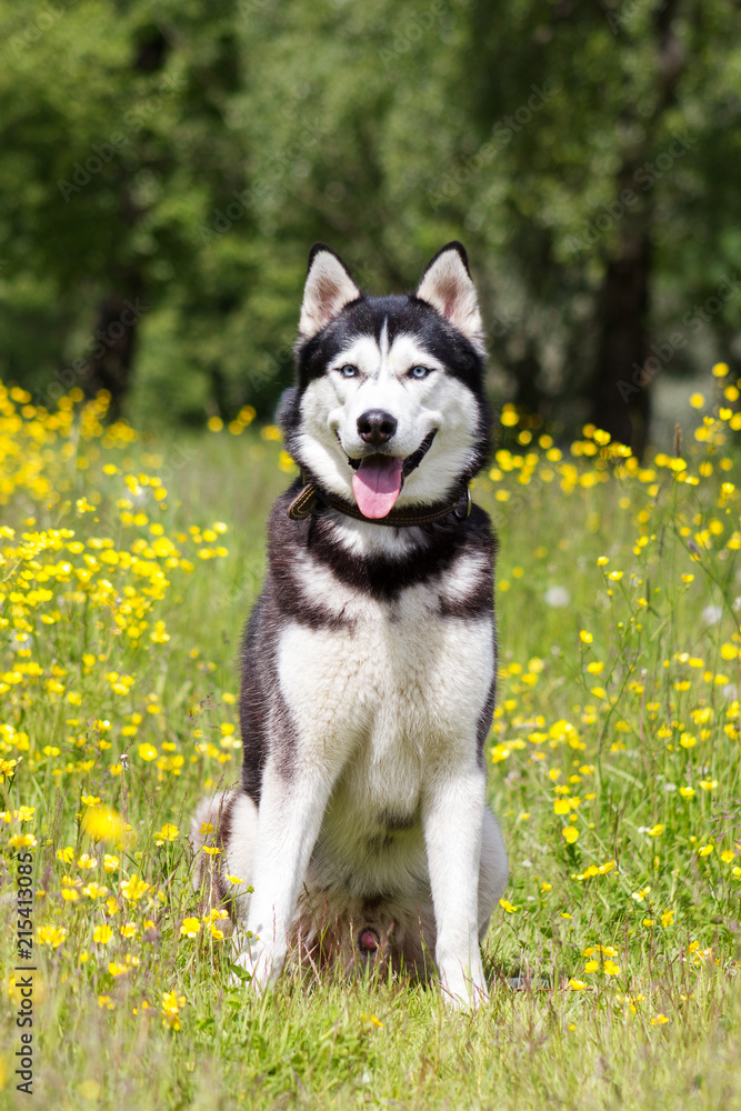 Husky on walk