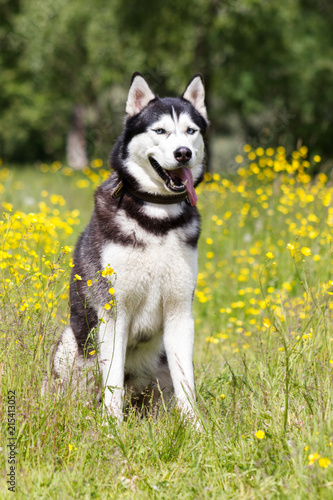 Husky on walk