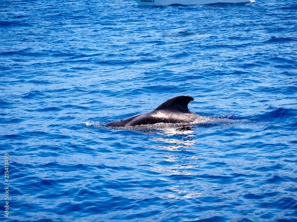 Fototapeta premium Pilot whale (Globicephala melas) free in open sea water in tenerife (spain)