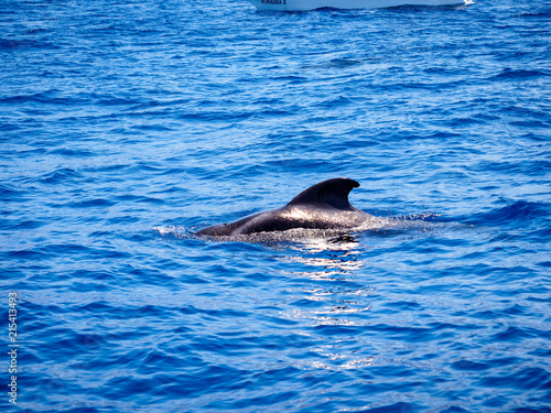 Pilot whale (Globicephala melas) free in open sea water in tenerife (spain)