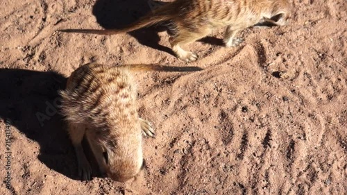 Meerkats in Kgalagadi Transfortier Park, South Africa. photo