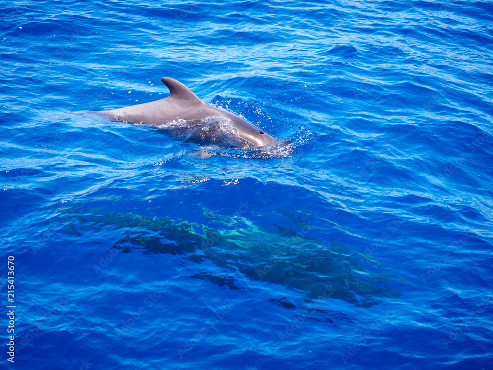 Obraz premium Pilot whale (Globicephala melas) free in open sea water in tenerife (spain)