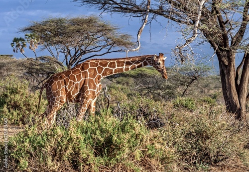 Canvas Print giraffe