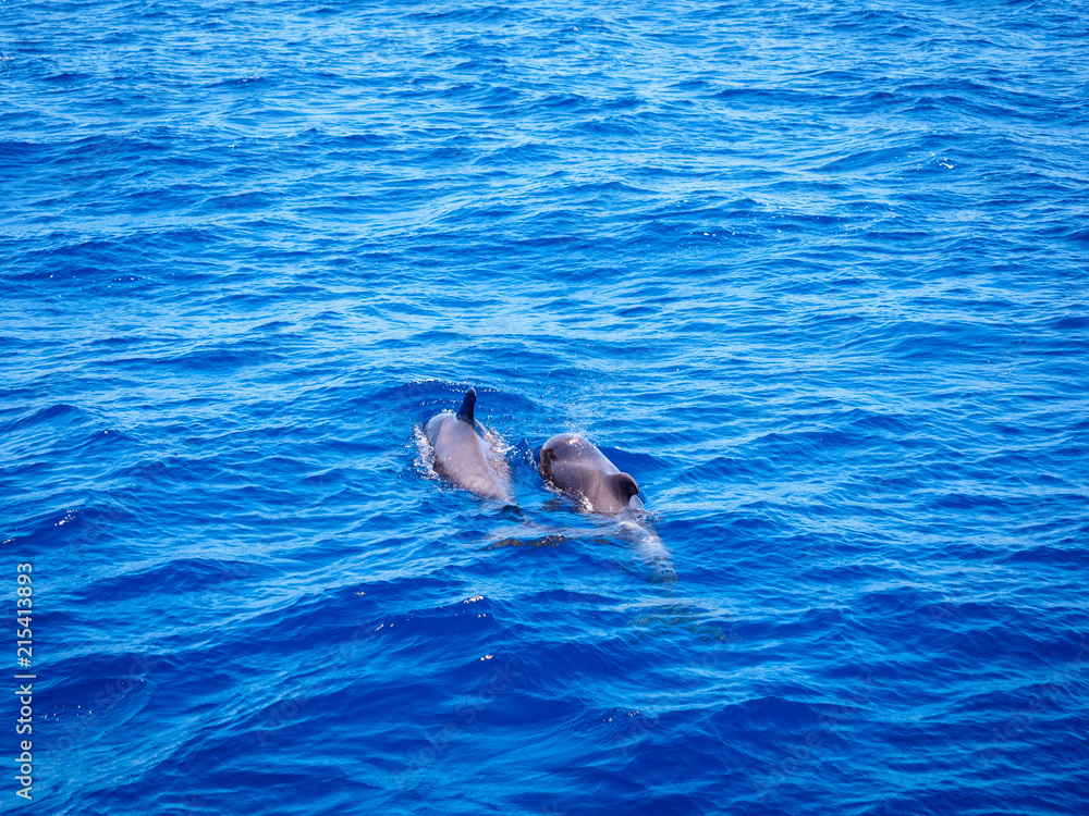 Naklejka premium Pilot whale (Globicephala melas) free in open sea water in tenerife (spain)