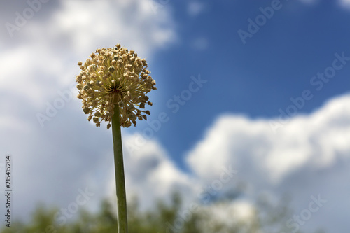 Onion stalk with yellow flowers of seeds against the blue sky.
