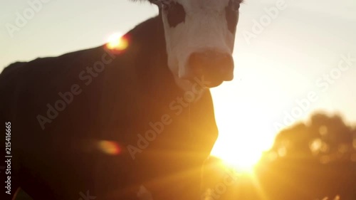 A close up shot of black and white cattle in slow motion with the golden glow of the sunset flaring behind them.