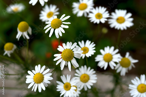 a lot of white field chamomile  Russian birch  sunny summer day