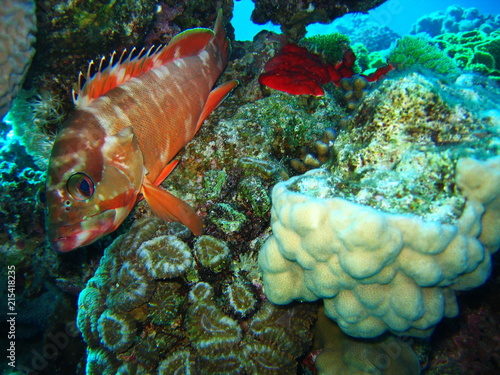 view of the coral and fish in the Red Sea photo