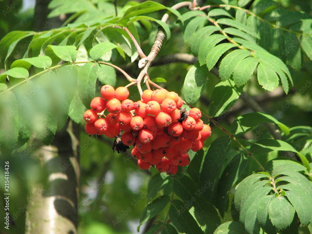 Obraz premium rowan
