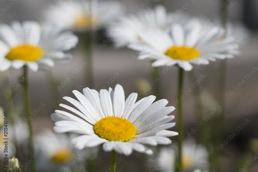 Charming daisies close-up on a sunny day. Shallow depth of field. Splash screen Charming daisies close-up on a sunny day. Shallow depth of field. Splash screen