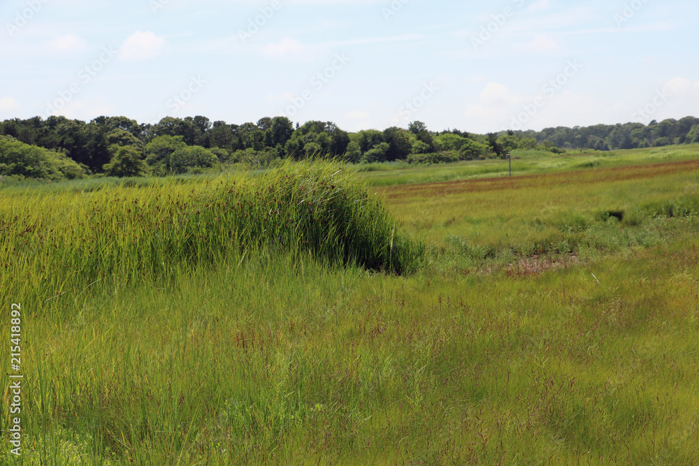 Grassy green marsh meadow