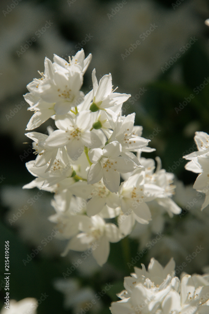 Obraz premium White Spring blossom in Swiss cottage garden