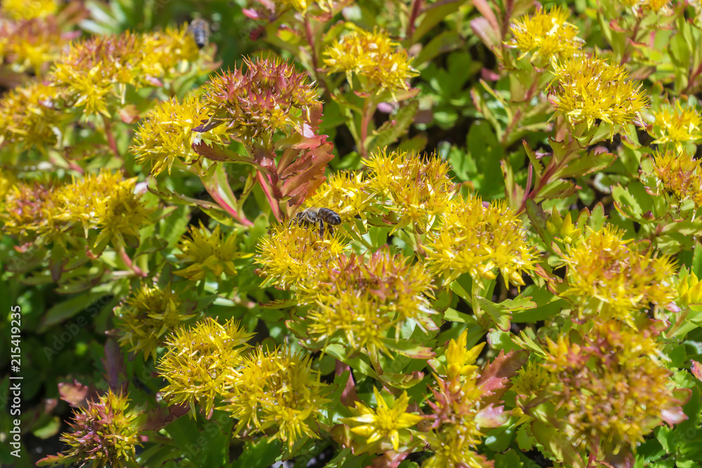 Perennial plant Sedum Kamtschaticum fisch, known as orange stonecrop, native to Japan, with yellow flowers seen in the garden on a sunny summer day, being pollinated by bees Perennial plant Sedum Kamtschaticum fisch, known as orange stonecrop, native to Japan, with yellow flowers seen in the garden on a sunny summer day, being pollinated by bees
