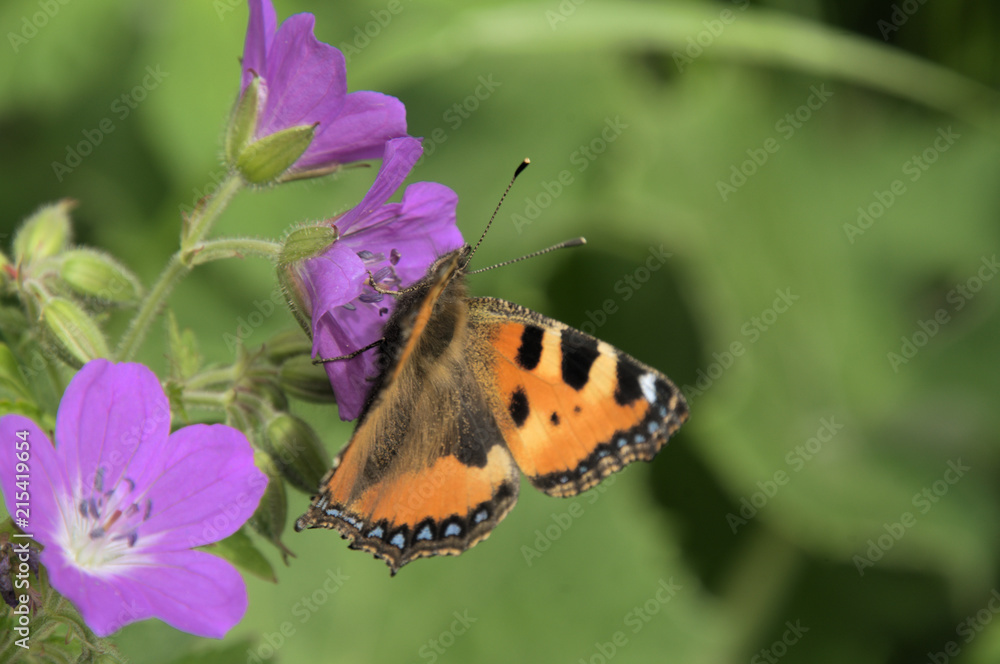 Obraz premium Aglais urticae; small tortoiseshell butterfly in Swiss woods