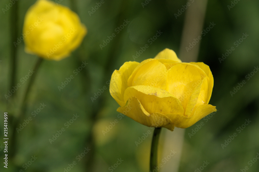 Trollius europaeus, alpine globeflower on Flumserberg, Swiss Alps Trollius europaeus, alpine globeflower on Flumserberg, Swiss Alps
