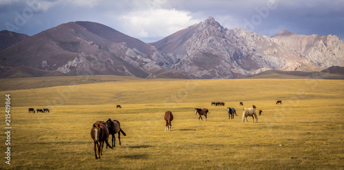 Horses in Kirghiz