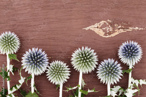 Thistle on a wooden background. The head of a flowering thistle. Prickle. Cactus. Close-up. Сopy space. Decorative background. Flower heads of Echinops, Blue Thistle or milk thistle.  photo