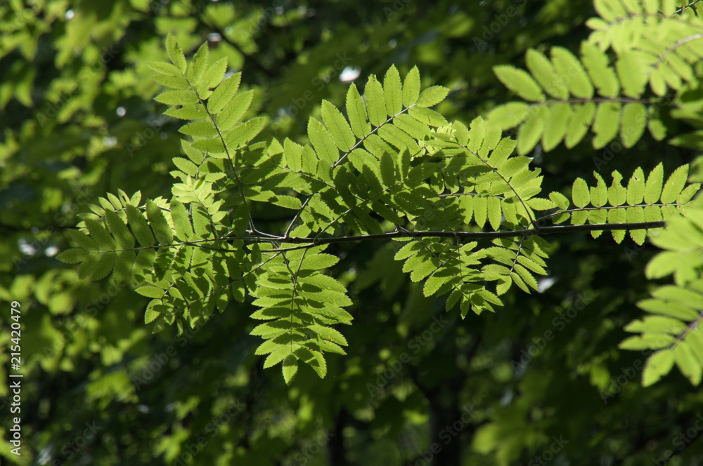 Mountain Ash (Rowan) Foliage on Flumserberg Mountain Ash (Rowan) Foliage on Flumserberg