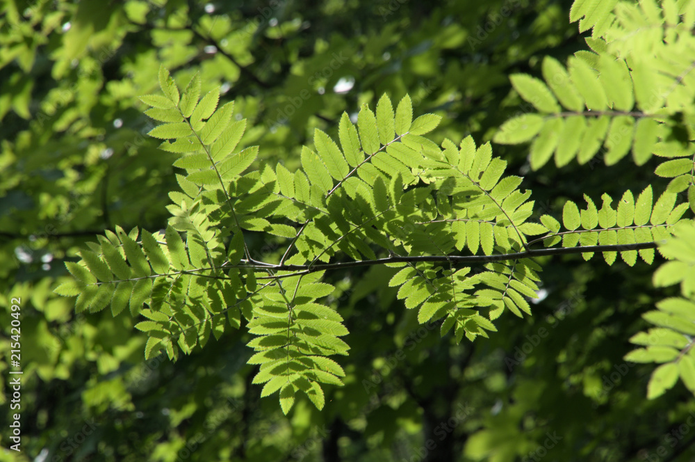 Mountain Ash (Rowan) Foliage on Flumserberg Mountain Ash (Rowan) Foliage on Flumserberg