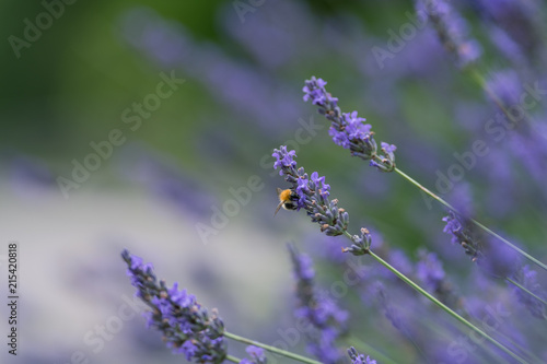 Fototapeta Naklejka Na Ścianę i Meble -  Une abeille dans la lavande