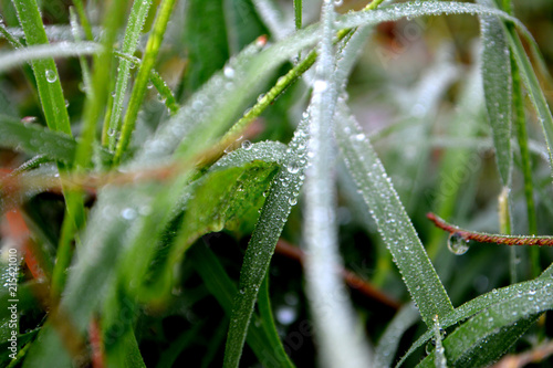 Green grass with dew drops. Water driops on the grass after rain.  photo