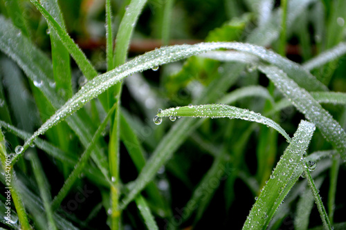 Green grass with dew drops. Water driops on the grass after rain. 