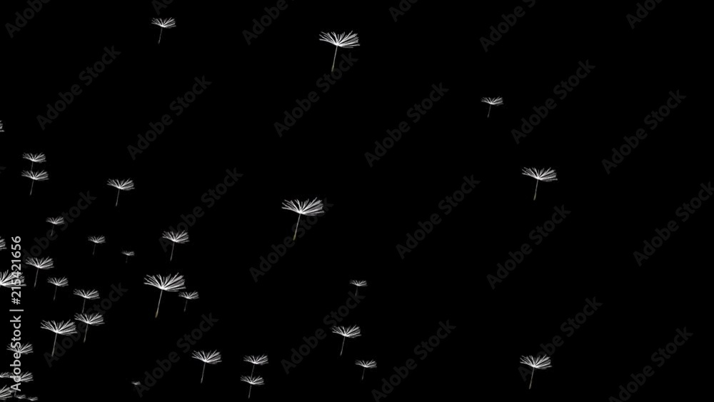 flying dandelion on a black background flying dandelion on a black background