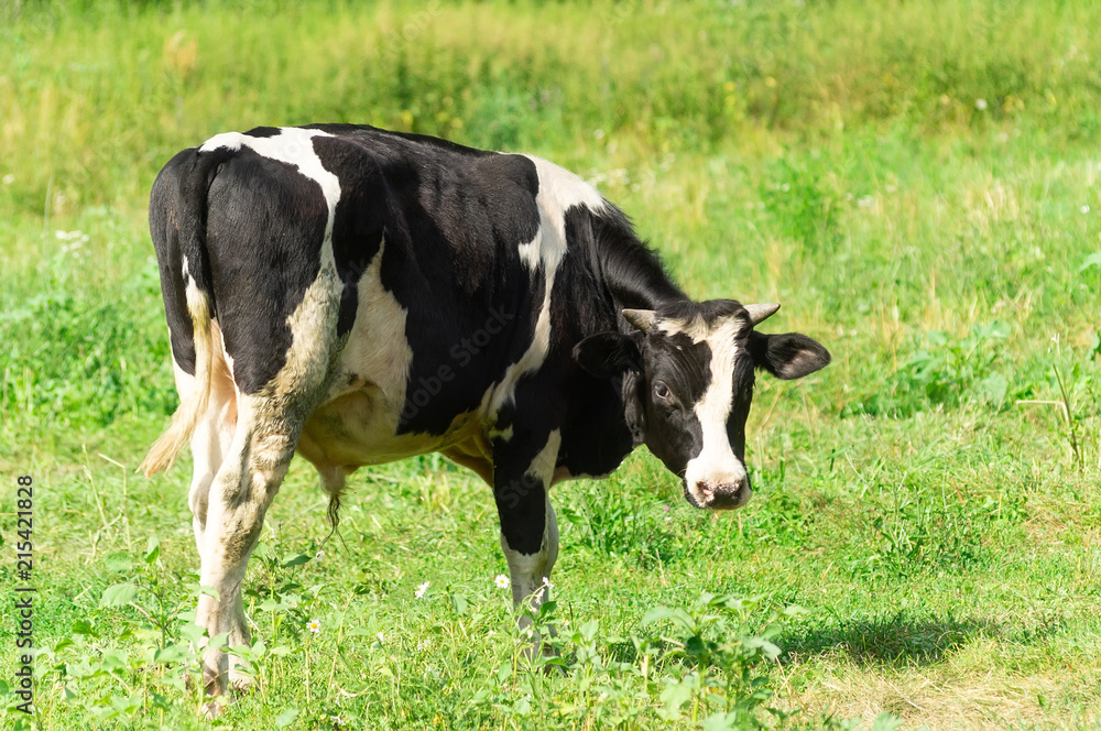bull on grass bull on grass