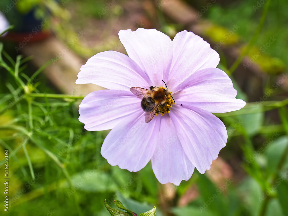 Honeybee on a pink cosmos blossom. Honeybee on a pink cosmos blossom.