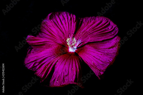 grat pink hibiscus photo