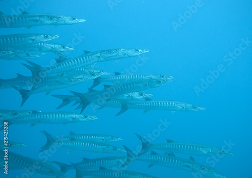 School of great Barracuda (Sphyraena barracuda), also known as the giant barracuda upon corals of Raja Ampat