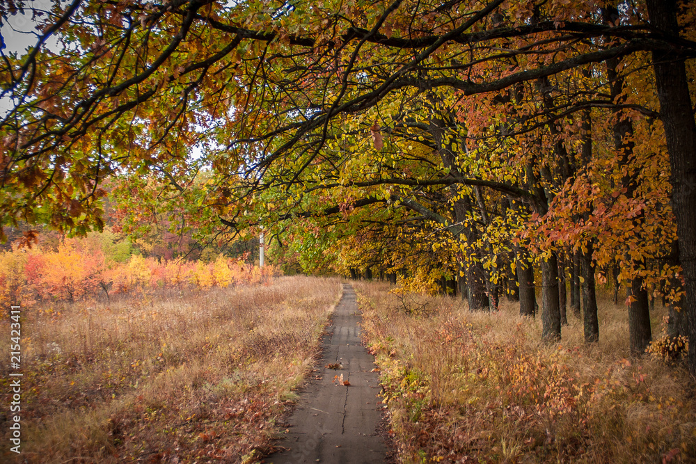 Naklejka premium concrete road through the autumn countryside