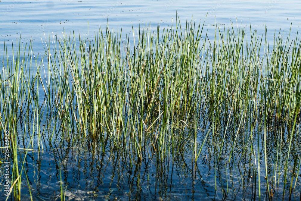 Obraz premium Natural grass within the water.