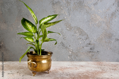 Diffenbachia in vintage brass flower pots