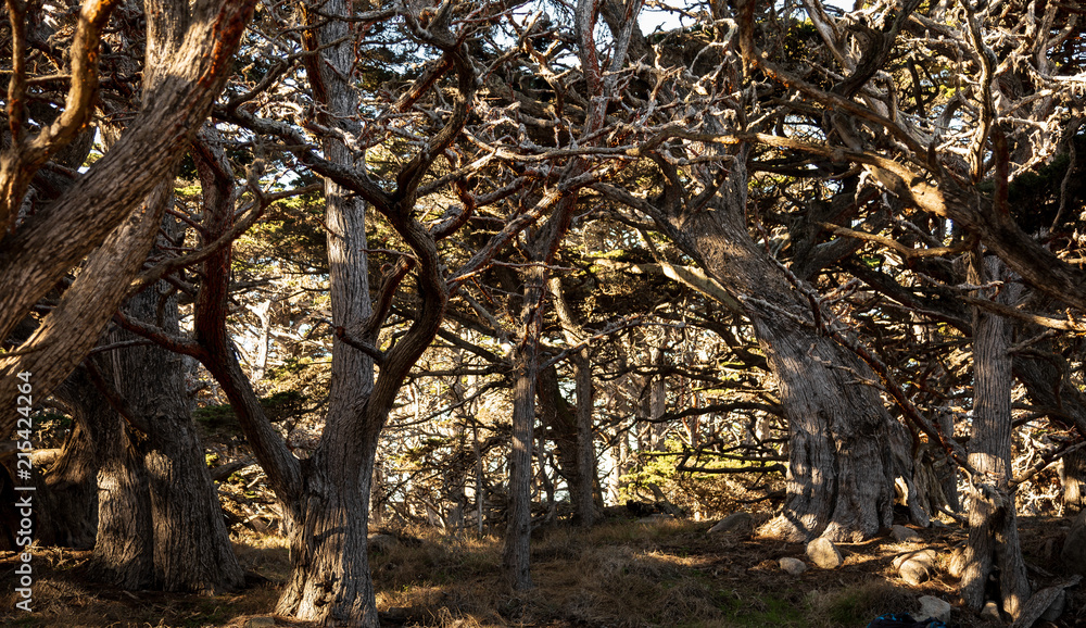 Monterey cypres tree cluster at Point Lobos