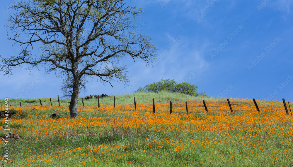 Fototapeta premium Wild poppy flower field near the North Fork Mokelumne River in California