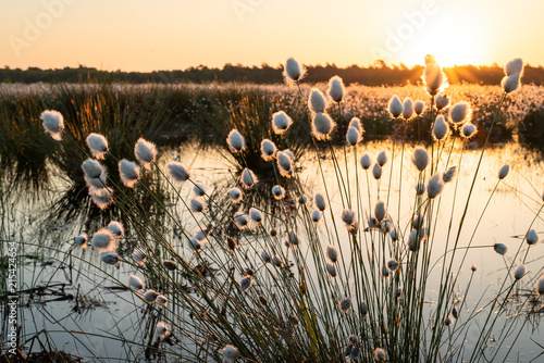 Moorlandschaft - flauschig blühendes Wollgras im Gegenlicht der untergehenden Sonne