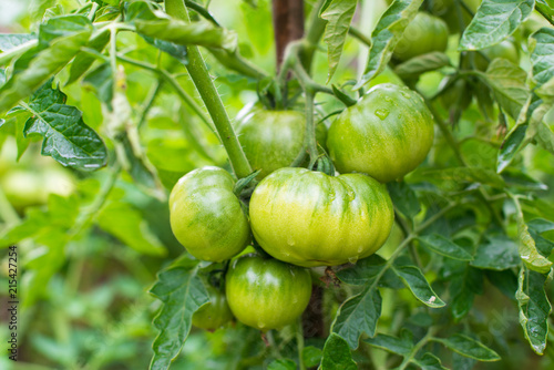Unripe tomatoes in the vegetable garden.