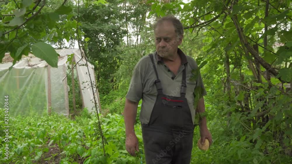 Old gardener walks through his vegetable garden, stops to look around, and continues walking Old gardener walks through his vegetable garden, stops to look around, and continues walking