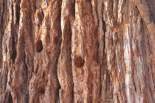 Mammutbaum Sequoioideae photo